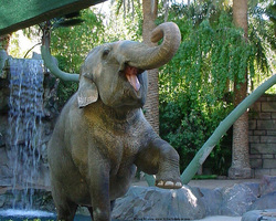 elephant singing